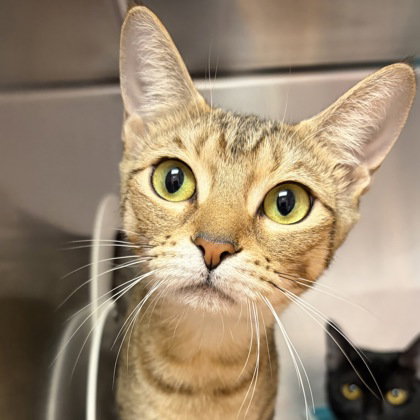 Cheetah, an adoptable Domestic Short Hair in North Myrtle Beach, SC