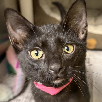 Ginny, an adoptable Domestic Short Hair in North Myrtle Beach, SC