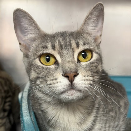 Snowflake, an adoptable Domestic Short Hair in North Myrtle Beach, SC