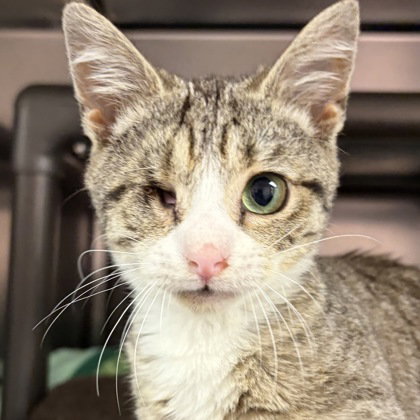 Sully, an adoptable Domestic Short Hair in North Myrtle Beach, SC