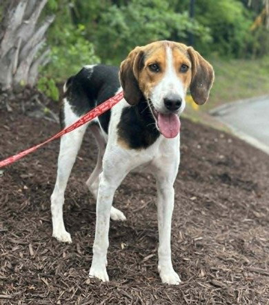 Arnold, an adoptable Hound in North Myrtle Beach, SC