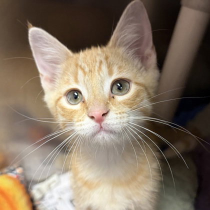 Cheddar
