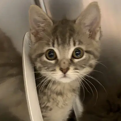 Freyja image 4
