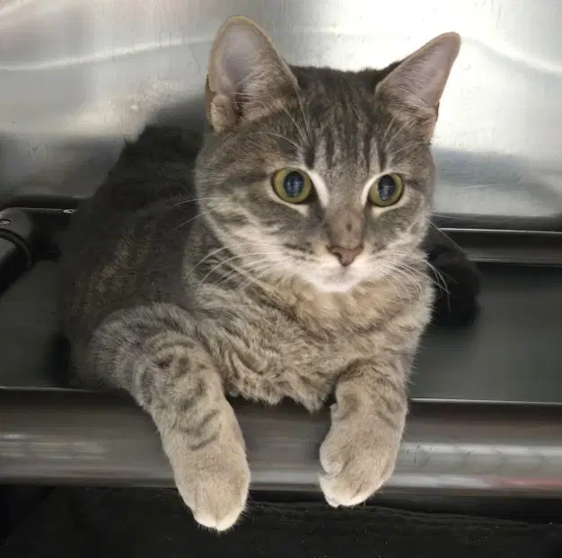 Freyja - Domestic Short Hair