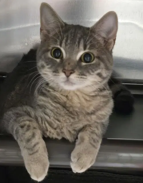 Freyja image 2