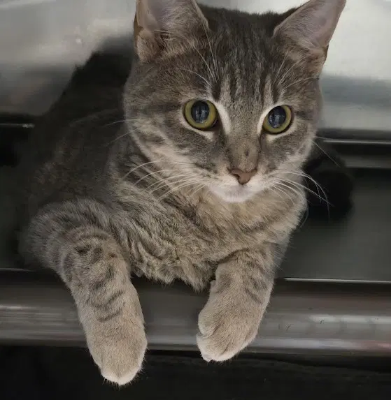 Freyja image 3