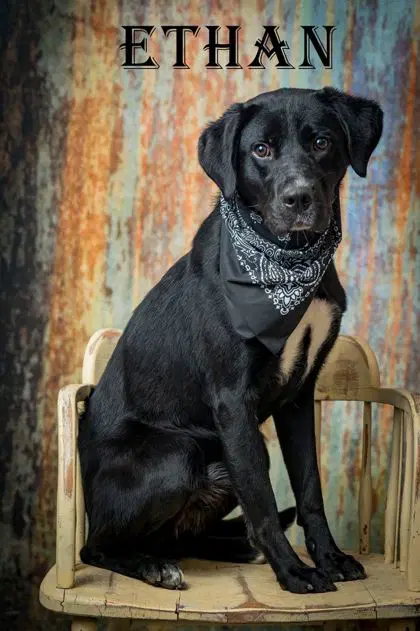 Ethan - Labrador Retriever