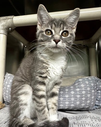 Sylvia, an adoptable Domestic Short Hair in North Myrtle Beach, SC