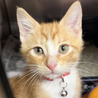 Cheeto