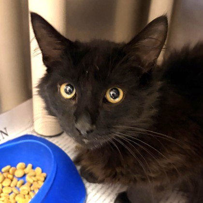 Mufasa, an adoptable Domestic Medium Hair in North Myrtle Beach, SC