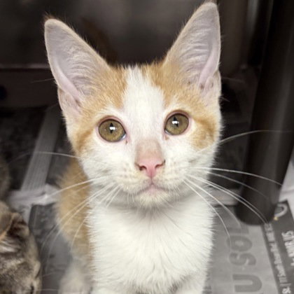 Apollo, an adoptable Domestic Short Hair in North Myrtle Beach, SC