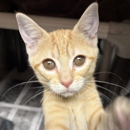 Artemis, an adoptable Domestic Short Hair in North Myrtle Beach, SC