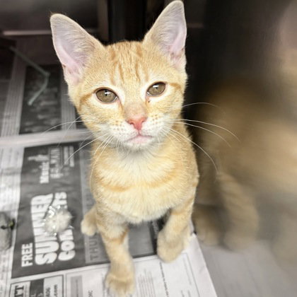 Artemis photo 2