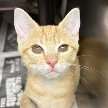 Artemis photo 3