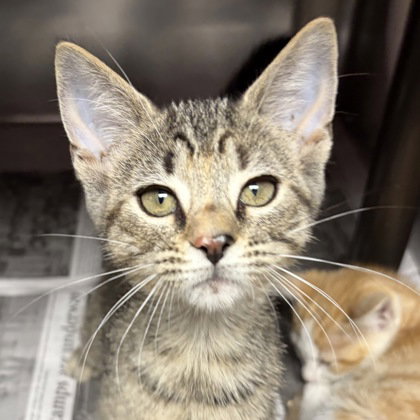 Athena, an adoptable Domestic Short Hair in North Myrtle Beach, SC