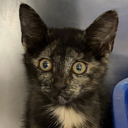 Belle, an adoptable Tortoiseshell in North Myrtle Beach, SC