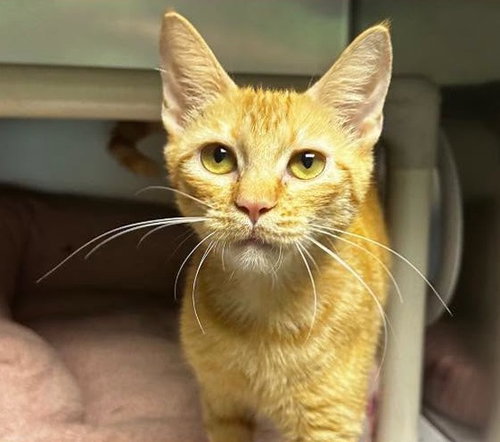 Iris, an adoptable Domestic Short Hair in North Myrtle Beach, SC