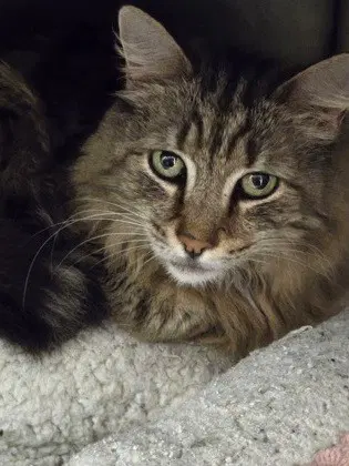 Brooklyn - Domestic Long Hair