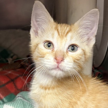 Chandler, an adoptable Domestic Short Hair in North Myrtle Beach, SC