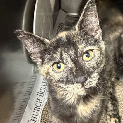 Joy, an adoptable Tortoiseshell in North Myrtle Beach, SC