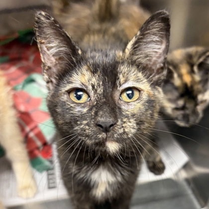 Phoebe, an adoptable Tortoiseshell in North Myrtle Beach, SC
