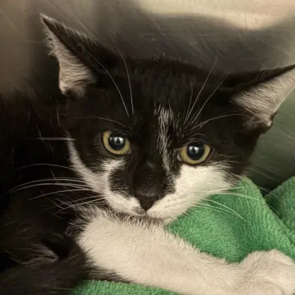 Bruce Lee - Domestic Short Hair