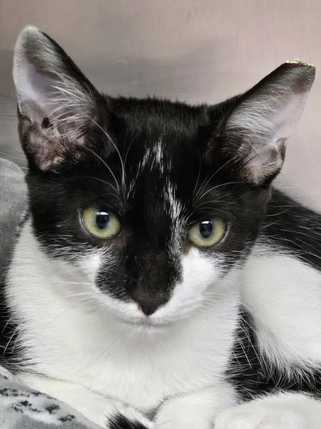 Frank - Domestic Short Hair