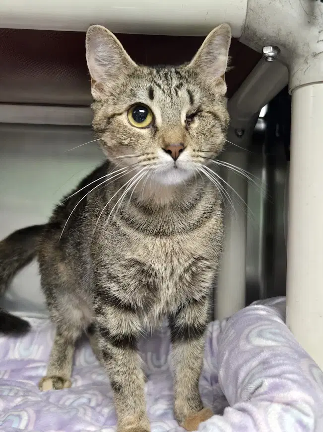 Mama Maggie - Domestic Short Hair