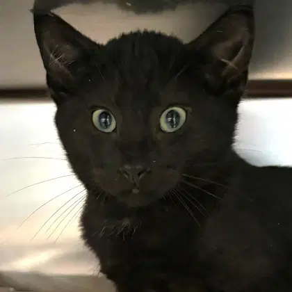 Herman - Domestic Short Hair