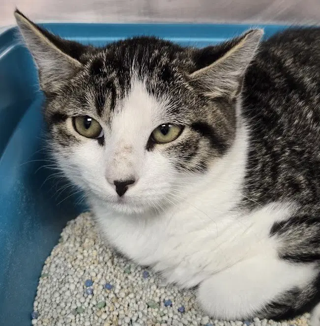 Timmy Tim - Domestic Short Hair