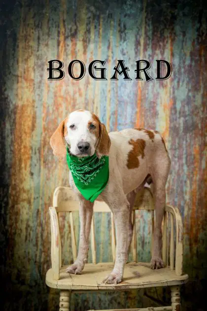Bogard - Hound
