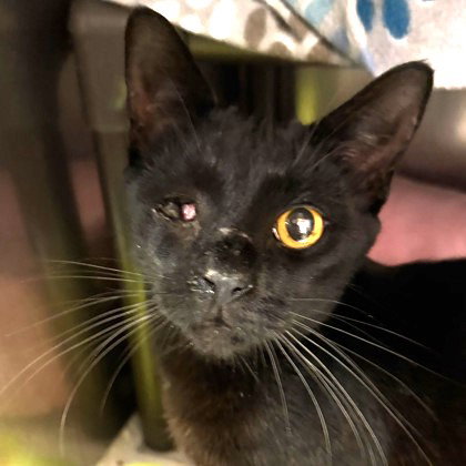Orbit, Domestic Short Hair