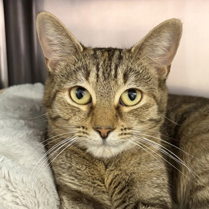 Patch, Torbie