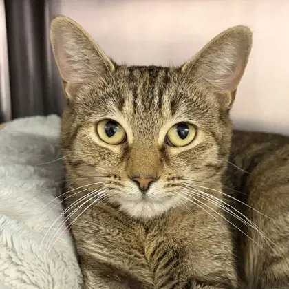 Patch - Torbie