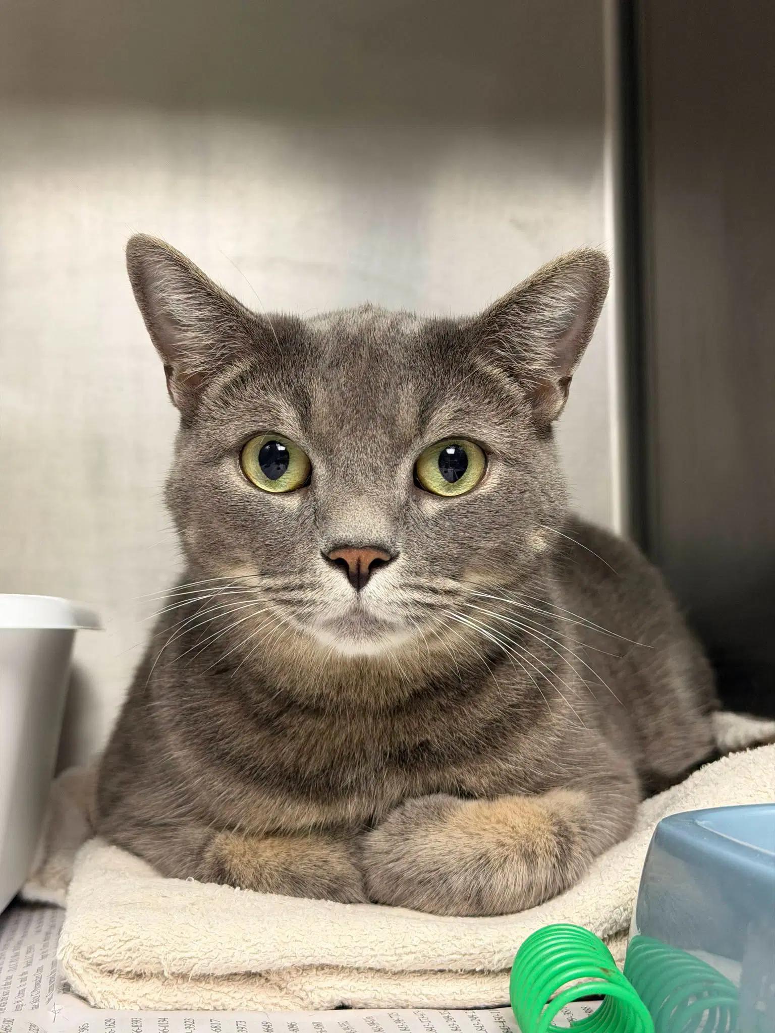 Sterling - Domestic Short Hair