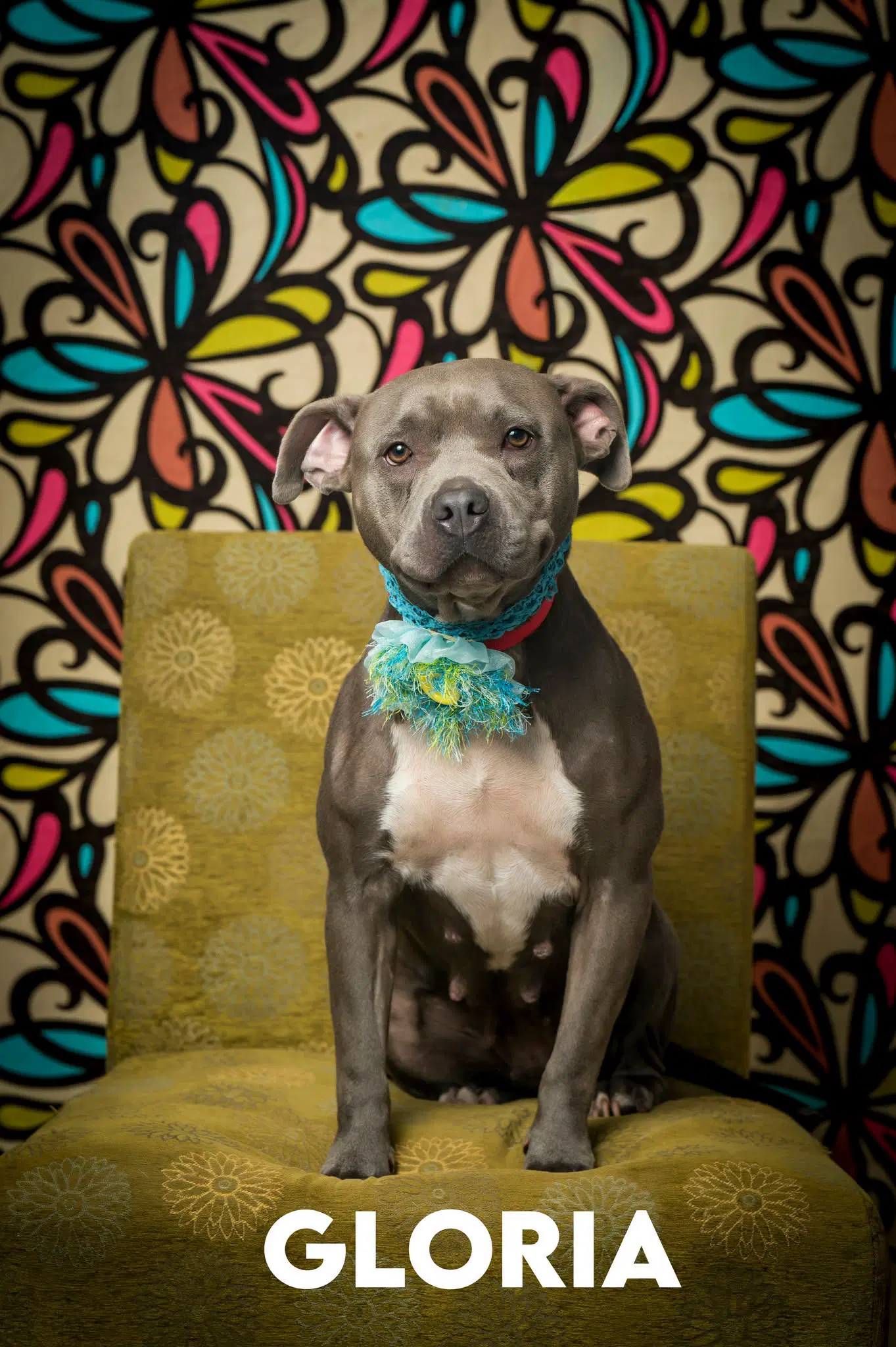 Gloria - American Pit Bull Terrier