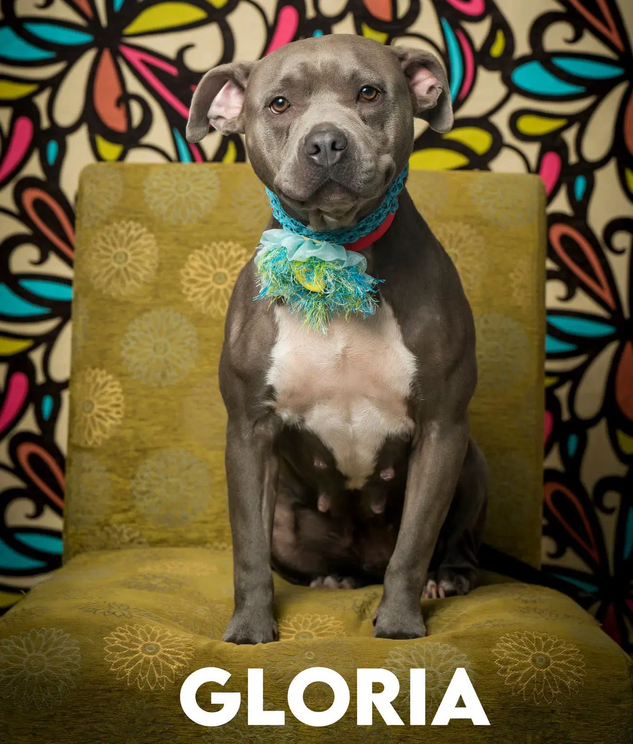 Gloria image 3