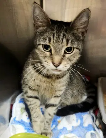 Purr-In - Domestic Short Hair