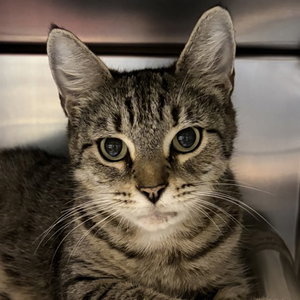 Purr-in, photo 6
