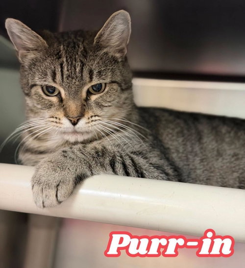 Photo 3 of Purr-in