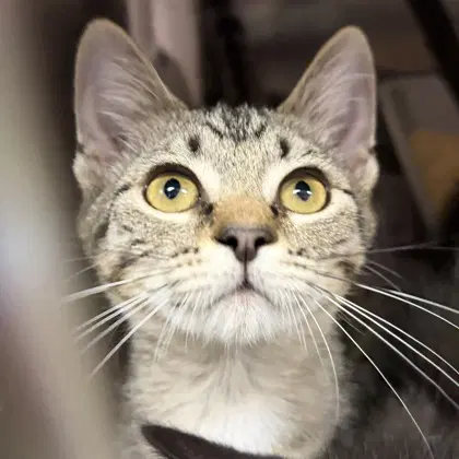 Abigail - Domestic Short Hair