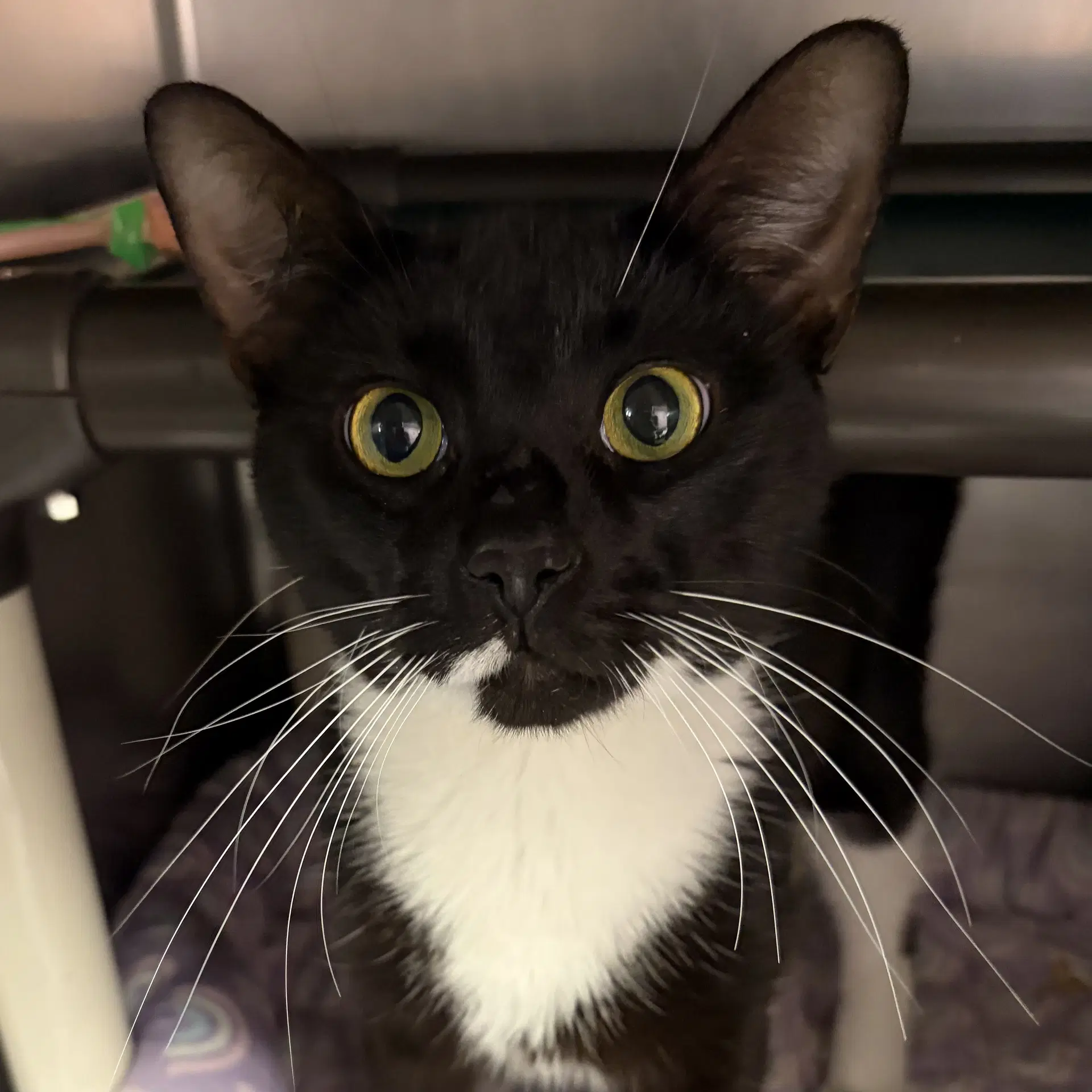 Johnny Dep - Domestic Short Hair
