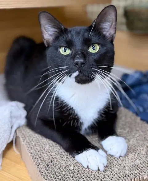 Johnny Dep - Domestic Short Hair