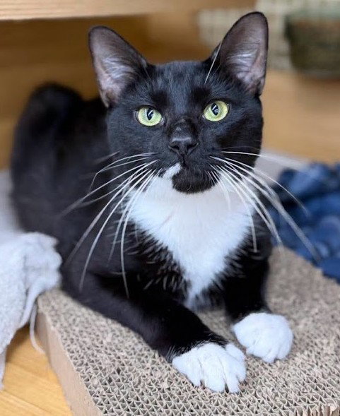 Johnny Dep, a cat for adoption from The Humane Society of North Myrtle Beach, INC