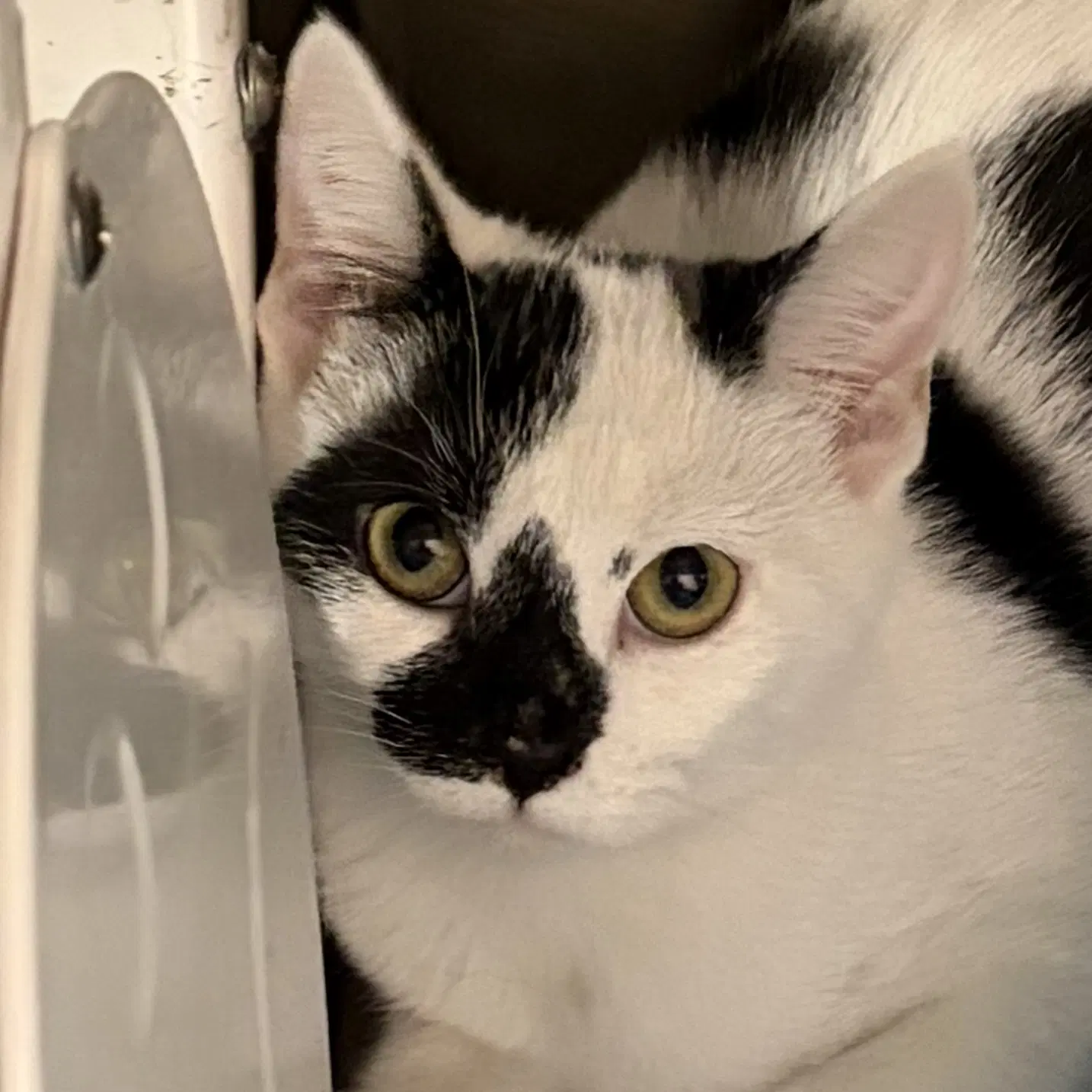 Twilight - Domestic Short Hair