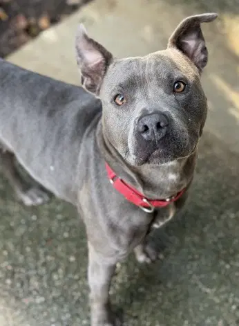 Sweet Pea - Pit Bull Terrier