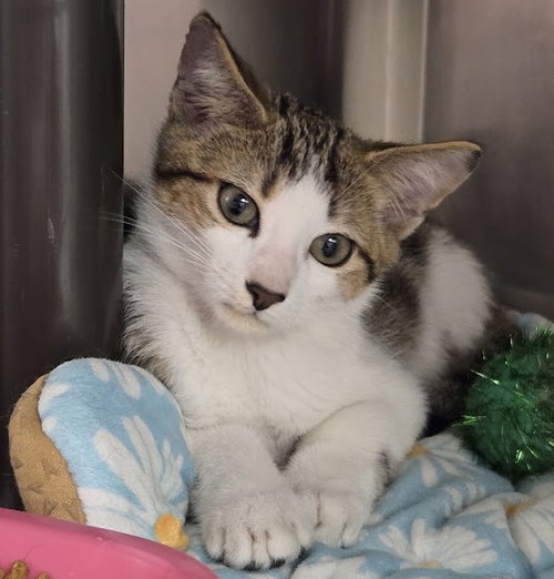 Littlefoot, a cat for adoption from The Humane Society of North Myrtle Beach, INC