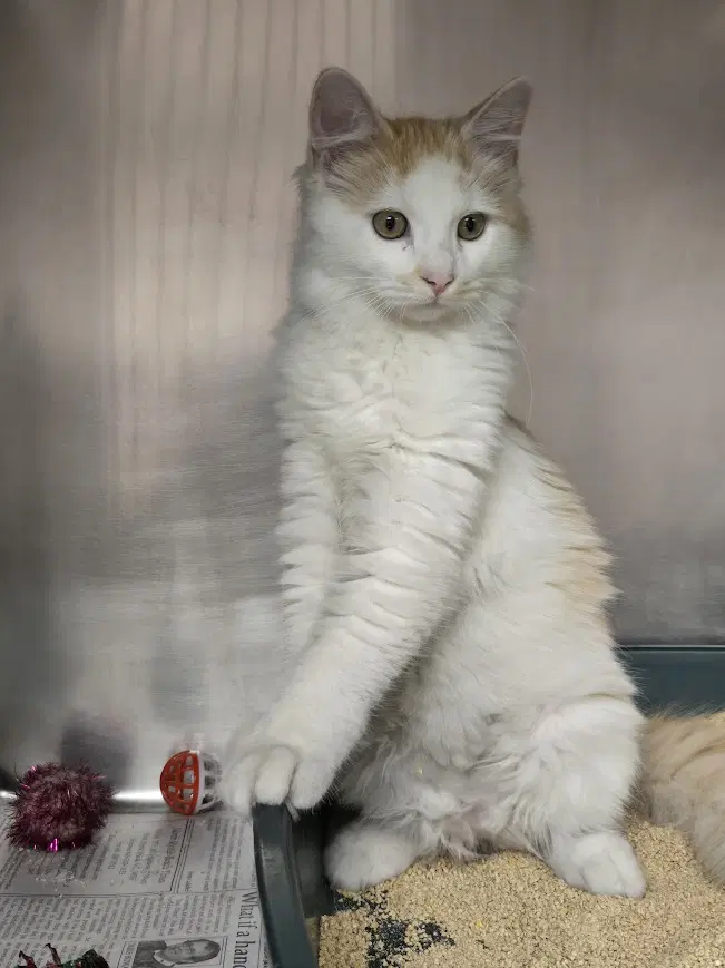 Gillian - Domestic Medium Hair
