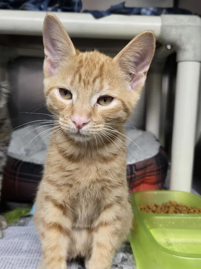 Duey - Domestic Short Hair