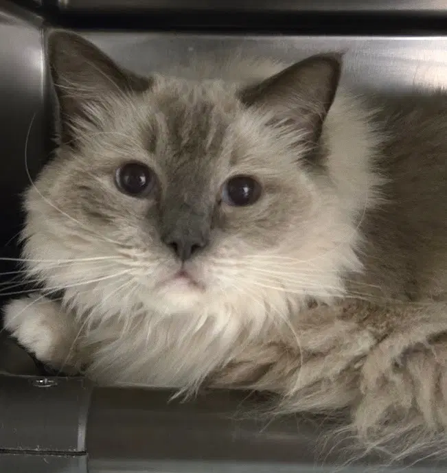 Sarafina - Ragdoll